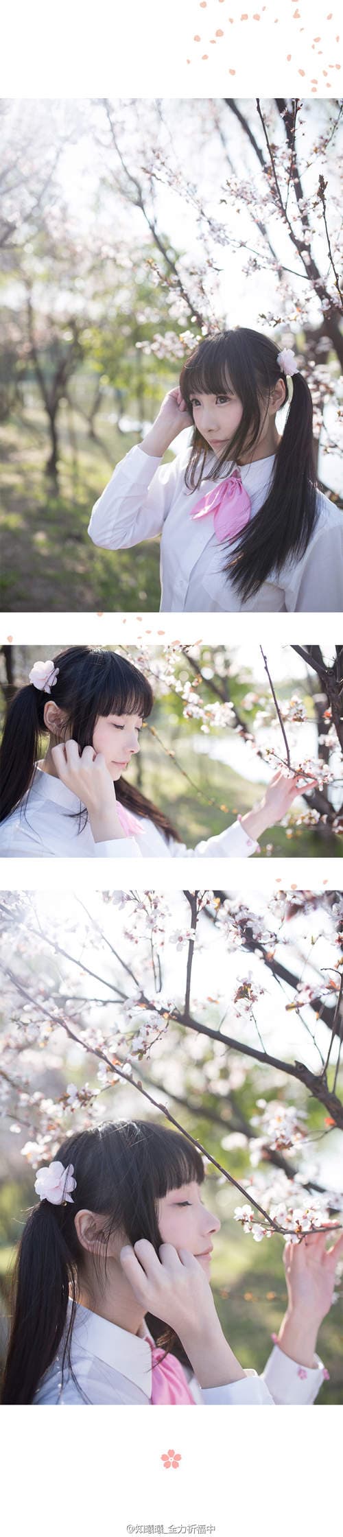 知曦　樱花下的双马尾正妹太萌啦❤