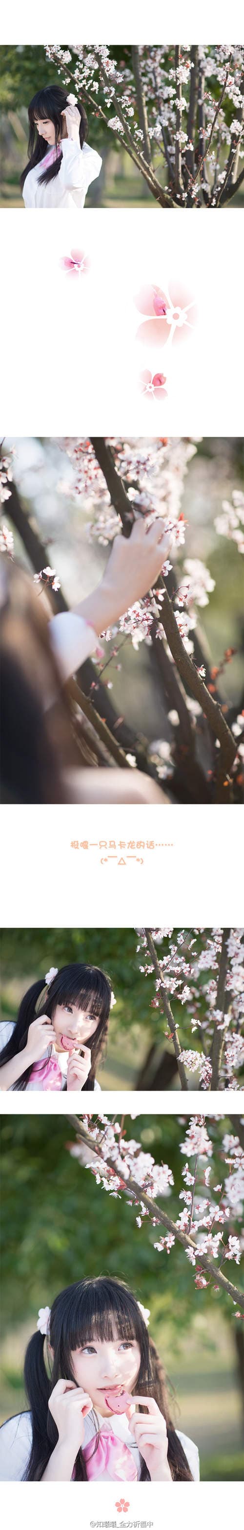 知曦　樱花下的双马尾正妹太萌啦❤