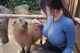 YT频道「Velvet Tube」庆祝影片破2900万次浏览，出一支与水豚君的互动影片跟粉丝分享