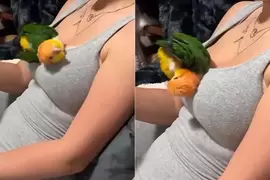 《喜欢蹭胸部的鹦鹉》有话好好说为什么要用脸去蹭呢(羡慕)