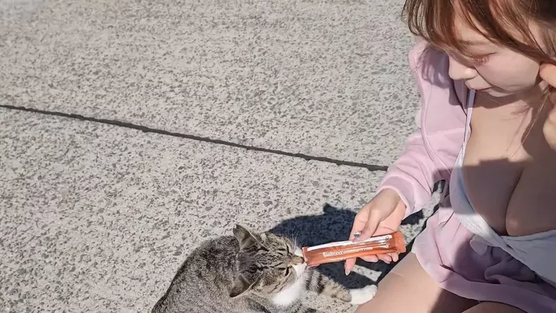 世界六大猫岛《相岛》九州福冈景点搭船来看猫猫的疗愈天堂