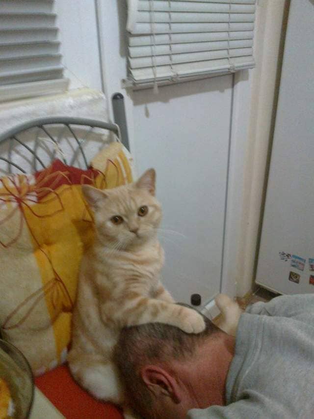 《如果猫变成可爱妹子的话》喵的勒这种写真我还不屌买一波吗