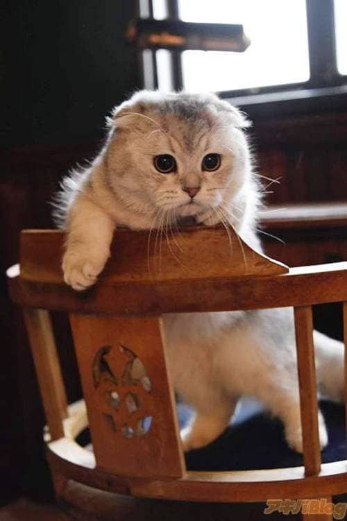 《如果猫变成可爱妹子的话》喵的勒这种写真我还不屌买一波吗