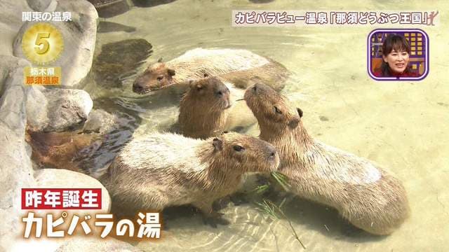 旅游节目玩很大《摄影师大秀遮三点神技》说好的温泉特集根本没人看温泉……