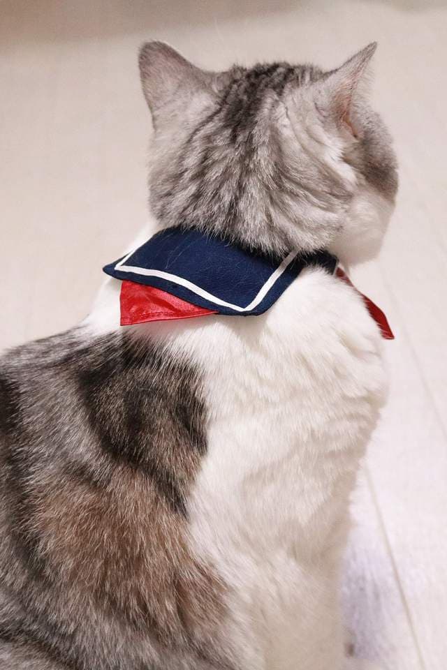 推特话题《水手服猫咪项圈》是青春酸酸甜甜的味道（？）