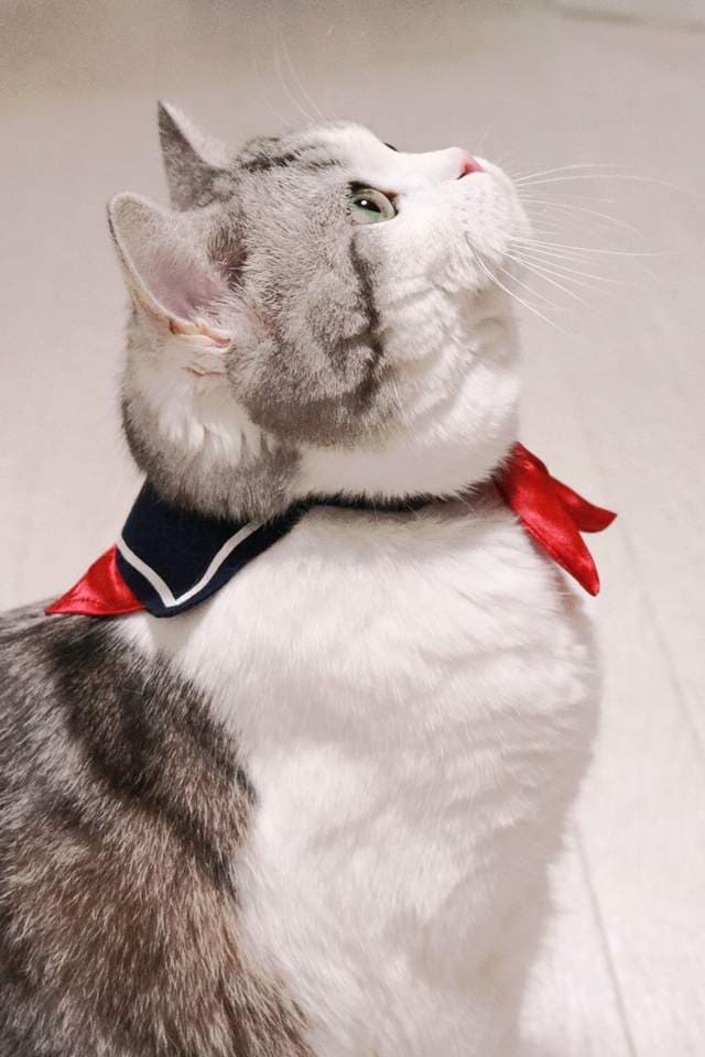 推特话题《水手服猫咪项圈》是青春酸酸甜甜的味道（？）
