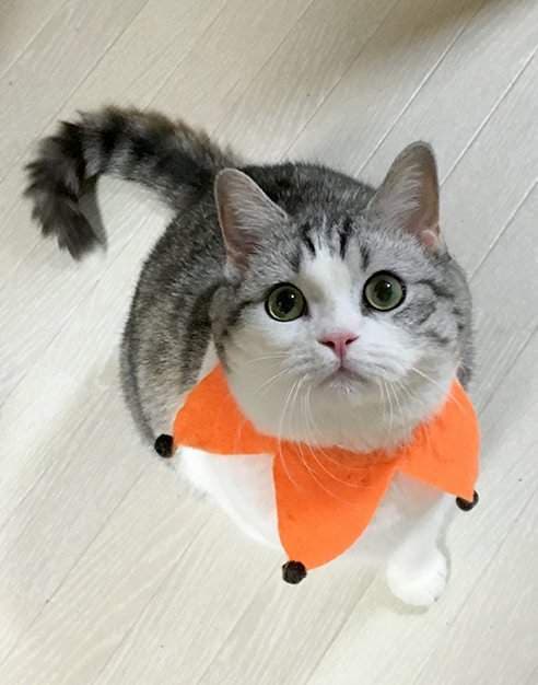 推特话题《水手服猫咪项圈》是青春酸酸甜甜的味道（？）