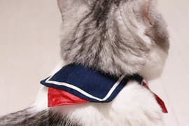 推特话题《水手服猫咪项圈》是青春酸酸甜甜的味道（？）