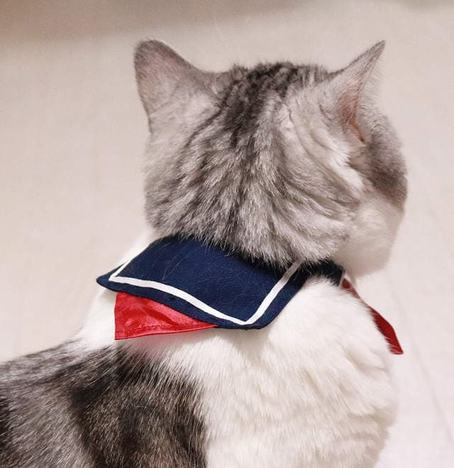 推特话题《水手服猫咪项圈》是青春酸酸甜甜的味道（？）